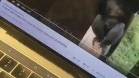 最新爆料蛇叔视频,揭秘超级英雄背后的惊人真相! 第2张 最新爆料蛇叔视频,揭秘超级英雄背后的惊人真相! 第2张