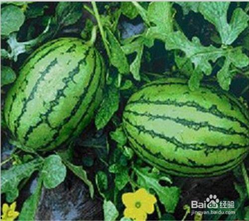 江西网红吃瓜事件,揭秘网络舆论背后的真相 第3张 江西网红吃瓜事件,揭秘网络舆论背后的真相 第3张