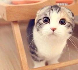 网红小猫吃瓜视频,萌态百出引网友热议 第3张 网红小猫吃瓜视频,萌态百出引网友热议 第3张