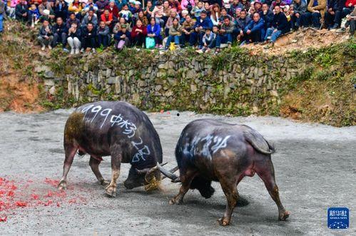 斗牛 在线观看,在线观看激情四溢的竞技对决