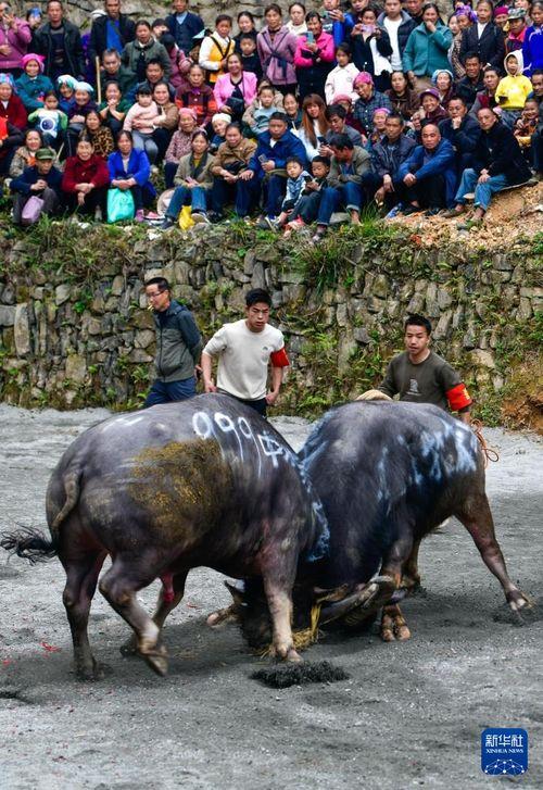 斗牛 在线观看,在线观看激情四溢的竞技对决 第2张 斗牛 在线观看,在线观看激情四溢的竞技对决 第2张