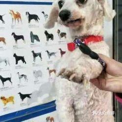 昆明宠物爆料网最新消息,最新宠物动态盘点，带你领略萌宠风采