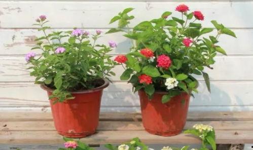 李悦武汉爆料视频最新,真相令人震惊! 第2张 李悦武汉爆料视频最新,真相令人震惊! 第2张