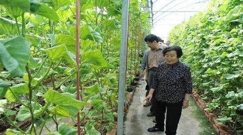 江山网红吃瓜事件是真的吗,真相揭秘还是网络谣言? 第3张 江山网红吃瓜事件是真的吗,真相揭秘还是网络谣言? 第3张