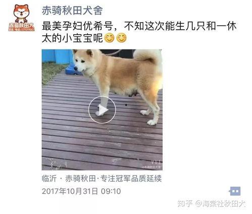 希狗视频在线观看,畅享欢乐时光，在线观看轻松娱乐