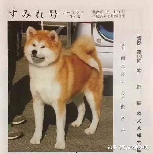 希狗视频在线观看,畅享欢乐时光,在线观看轻松娱乐 第3张 希狗视频在线观看,畅享欢乐时光,在线观看轻松娱乐 第3张