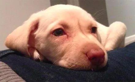 狗狗被偷怎样爆料家人视频,揭秘偷狗者家人视频曝光 第2张 狗狗被偷怎样爆料家人视频,揭秘偷狗者家人视频曝光 第2张