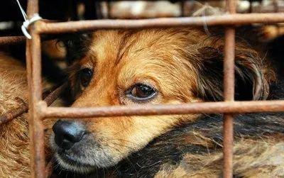 狗狗被偷怎样爆料家人视频,揭秘偷狗者家人视频曝光 第3张 狗狗被偷怎样爆料家人视频,揭秘偷狗者家人视频曝光 第3张