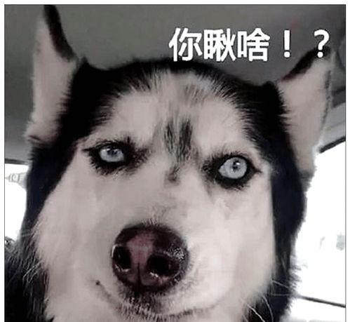 二哈新皮肤爆料视频,炫酷造型引网友热议！