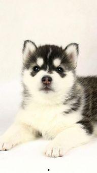 二哈新皮肤爆料视频,炫酷造型引网友热议! 第3张 二哈新皮肤爆料视频,炫酷造型引网友热议! 第3张