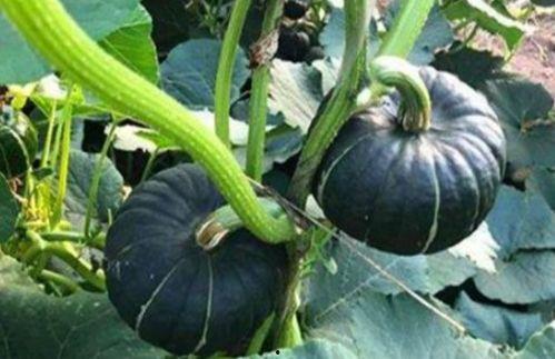 网红吃瓜骗局是真的吗,真相与谎言的交织 第3张 网红吃瓜骗局是真的吗,真相与谎言的交织 第3张