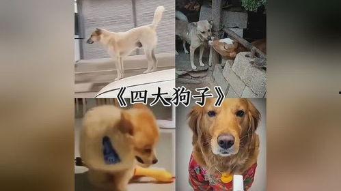 早期狗子爆料视频大全,揭秘娱乐圈幕后真相 第3张 早期狗子爆料视频大全,揭秘娱乐圈幕后真相 第3张