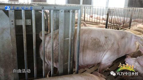 肥猪爆料虎子怎么做视频,揭秘虎子视频制作背后的秘密 第3张 肥猪爆料虎子怎么做视频,揭秘虎子视频制作背后的秘密 第3张